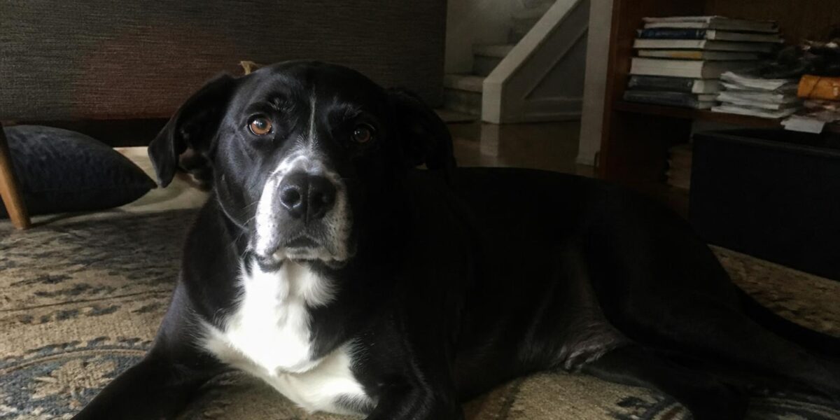 Foster Fail: What to Do When You Can’t Let Go