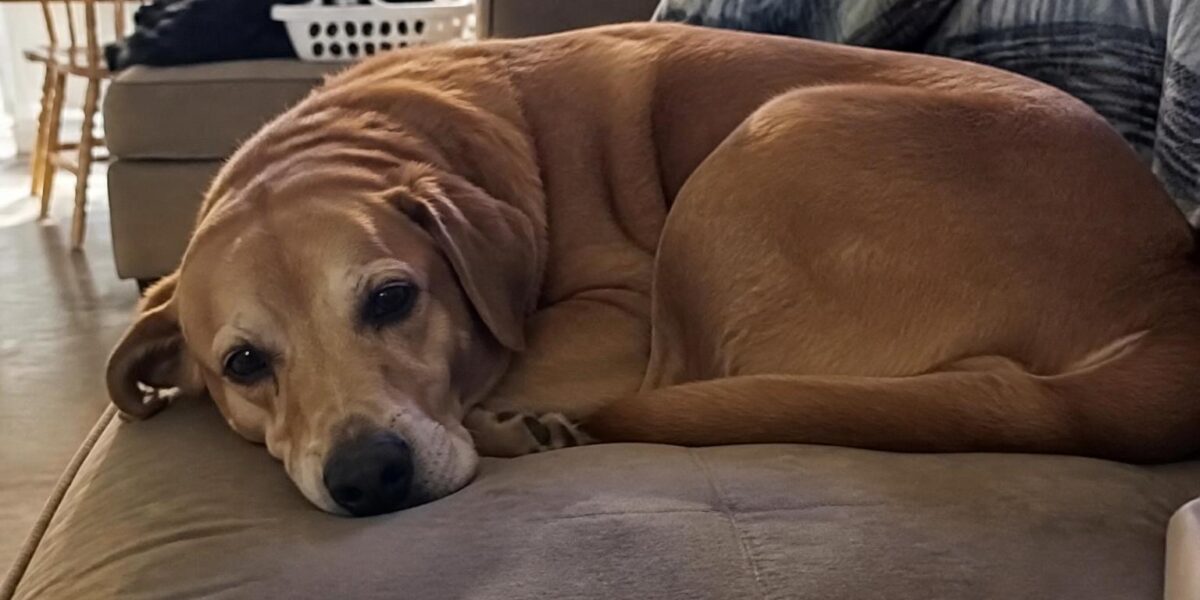 Foster to Adopt a Pet: How the Program Works and Why It’s a Great Option