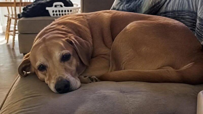 Foster to Adopt a Pet: How the Program Works and Why It’s a Great Option