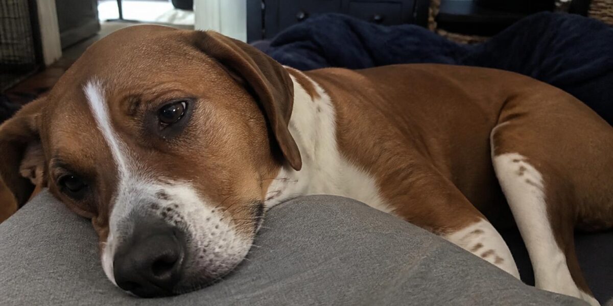 Fostering a Hospice Pet: A Sacred Last Chapter