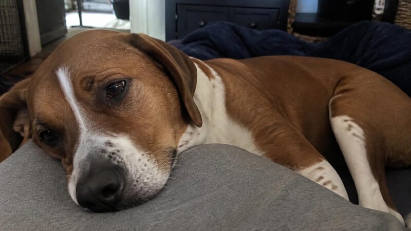 Fostering a Hospice Pet: A Sacred Last Chapter