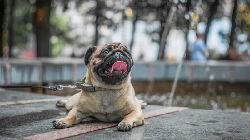 Cute pug dog resting outdoors on a sunny day, tongue out and happy.