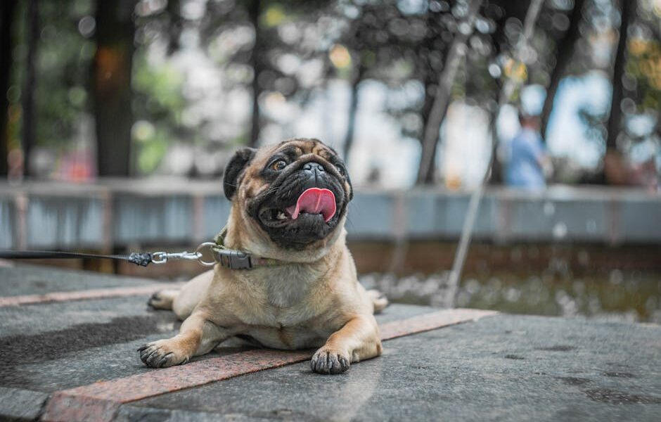 Cute pug dog resting outdoors on a sunny day, tongue out and happy.