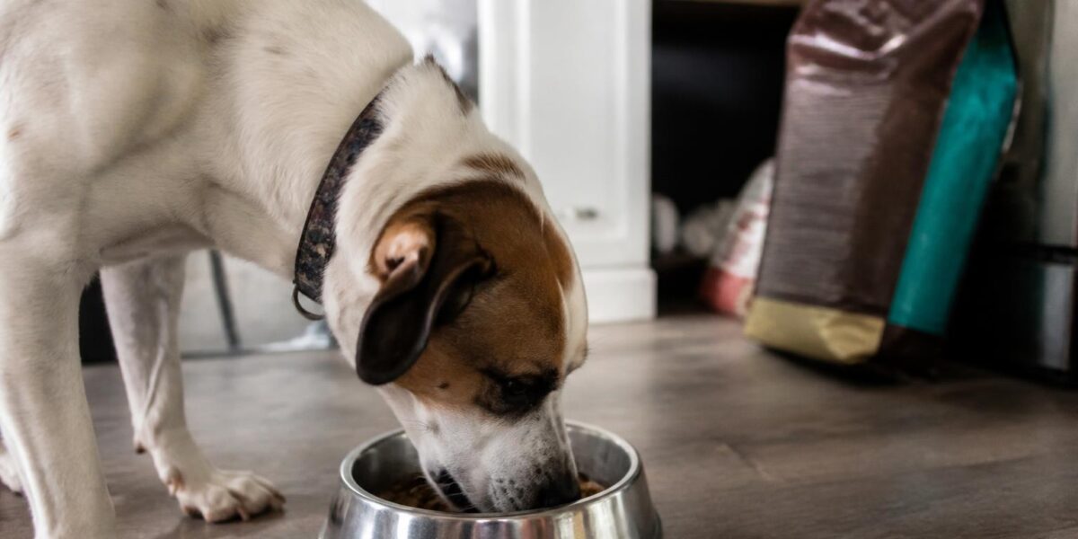 Fromm vs Victor Dog Food Comparison Guide