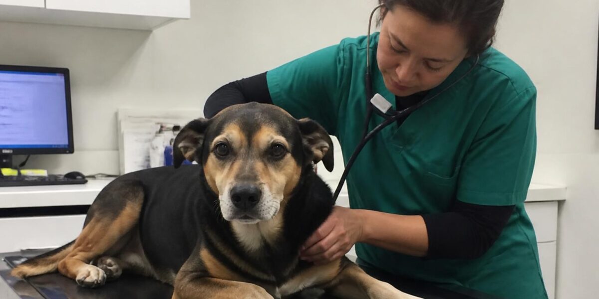 Galliprant for Dogs: The Gentler NSAID for Arthritis Pain