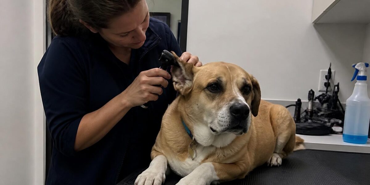 Gastric Foreign Body in Dogs: Swallowed Object Surgery and R