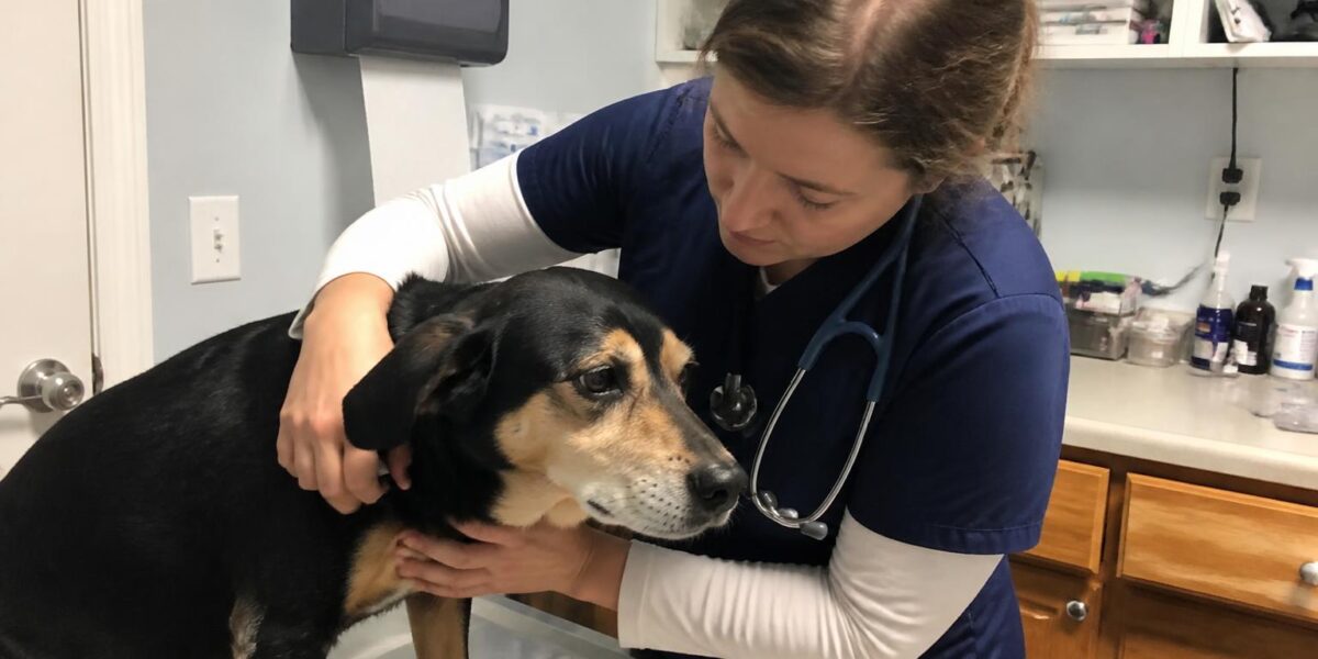 GDV Bloat Emergency Treatment in Dogs: Decompression, Surgery, and Gastropexy
