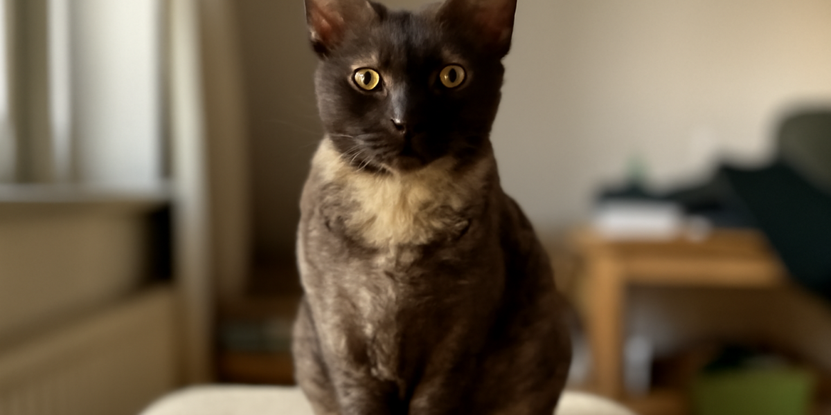 German Rex Cat Breed Profile: First Documented Rex Mutation
