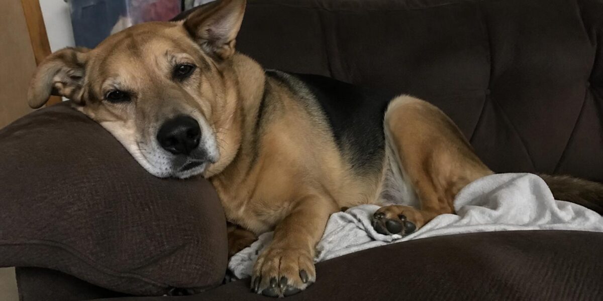 German Shepherd Rescues: A Breed Network Overview