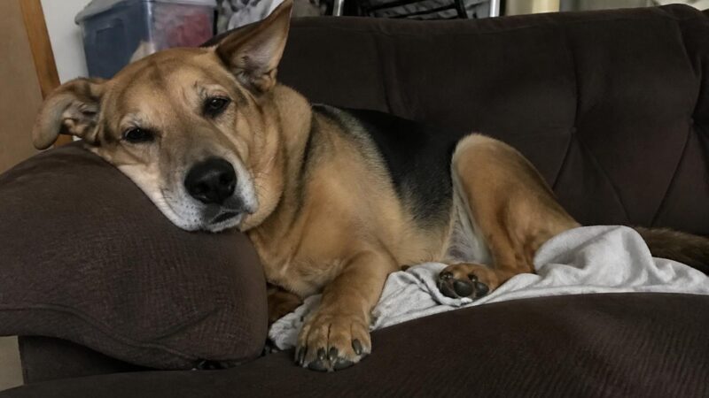 German Shepherd Rescues: A Breed Network Overview