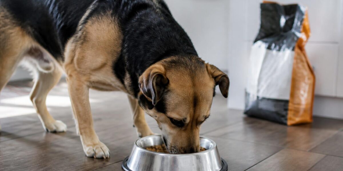German Shepherd vs Belgian Malinois: Differences & Which to Adopt