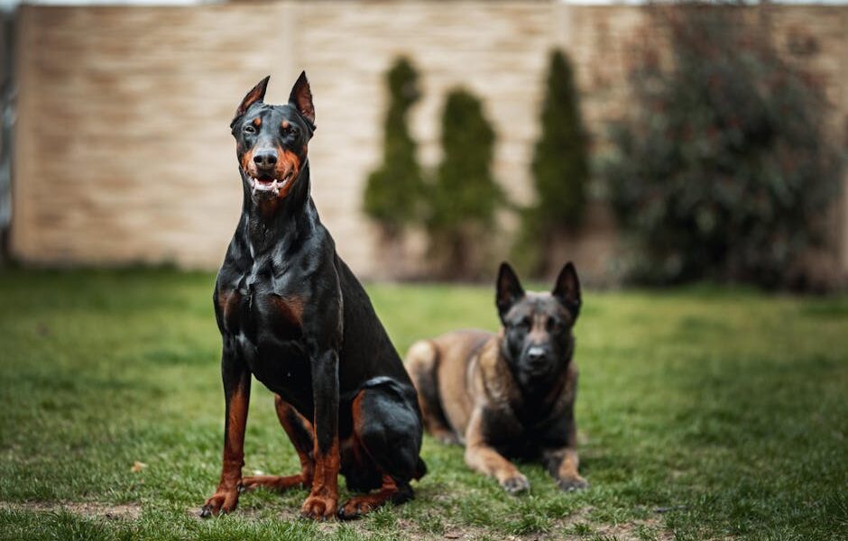 A Doberman and another dog in a grassy garden setting, Slovakia.