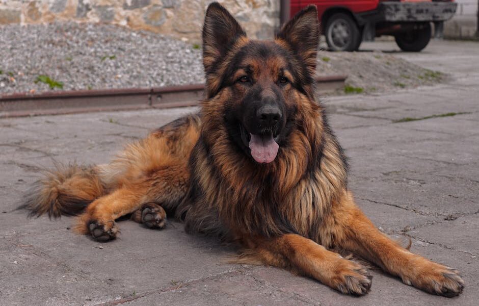 A beautiful German Shepherd resting on a paved surface outdoors, exuding loyalty and calmness.