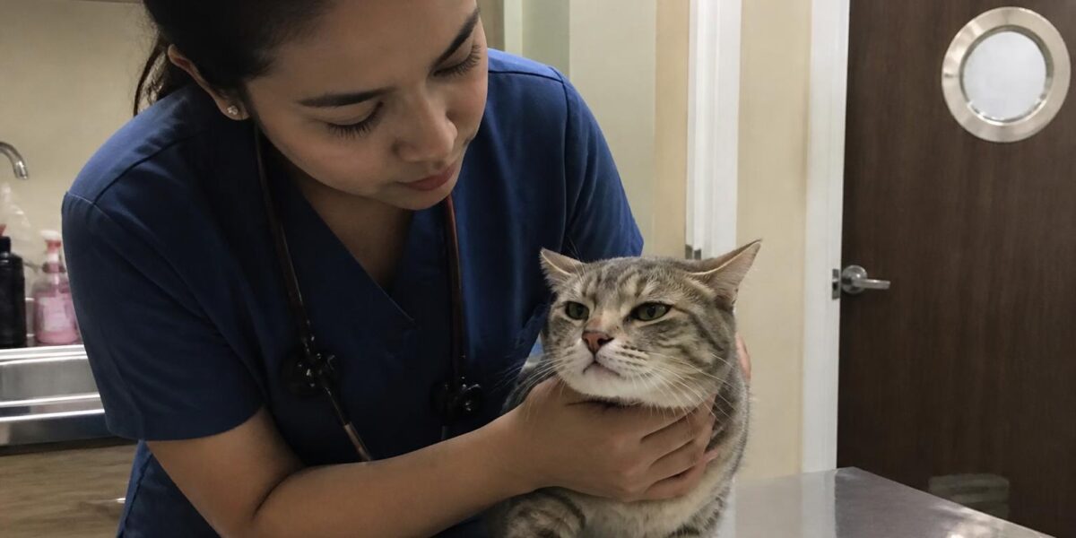 GI Lymphoma in Cats: Small-Cell vs Large-Cell Forms and FeLV Association