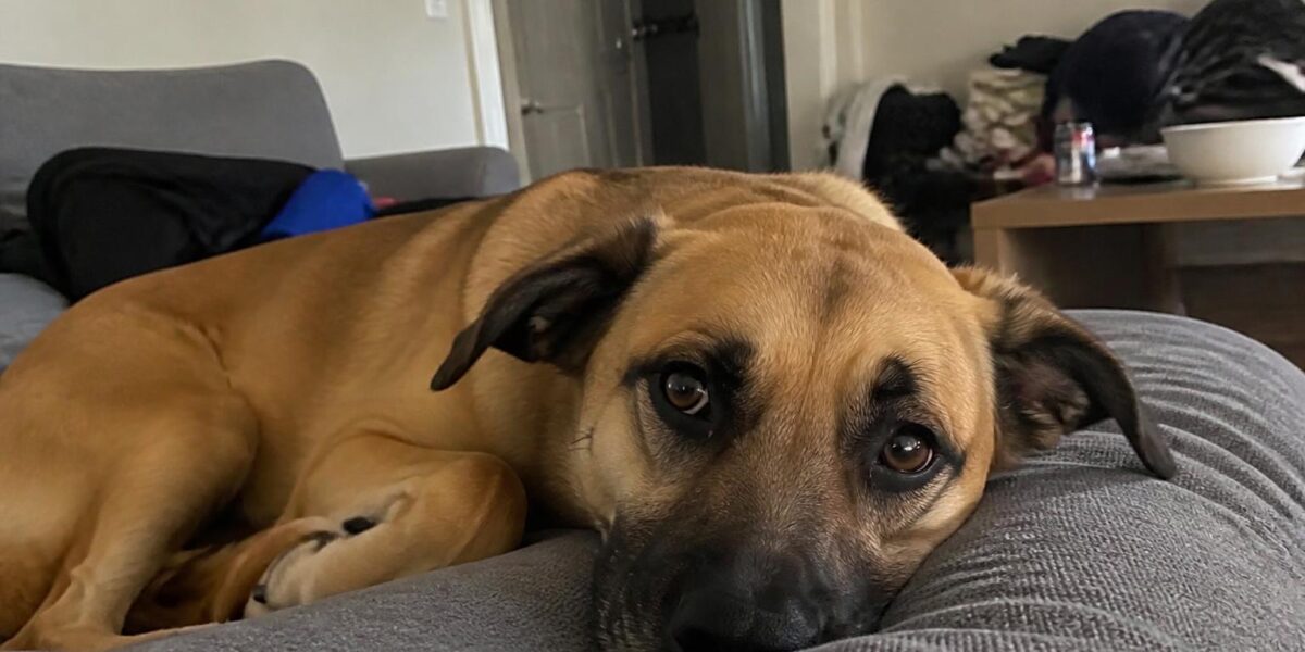 Grieving the Loss of a Pet: Stages and Support
