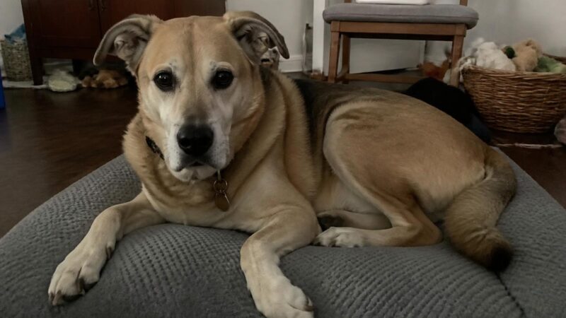 Ground-Floor Apartment Pet Adoption: Pros Cons and Setup
