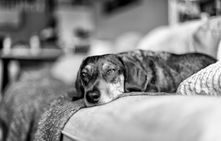A close-up image of a dog resting on a sofa, captured in black and white tones.