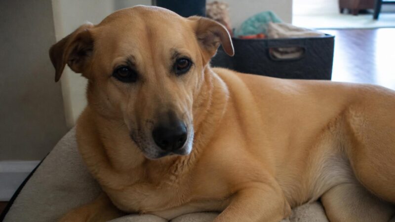 HDB Approved Dog Breeds Singapore: Complete List for Adopters