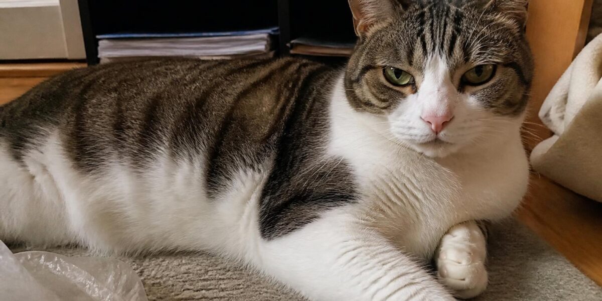 HDB Cat Enrichment: Vertical Space and Window Safety