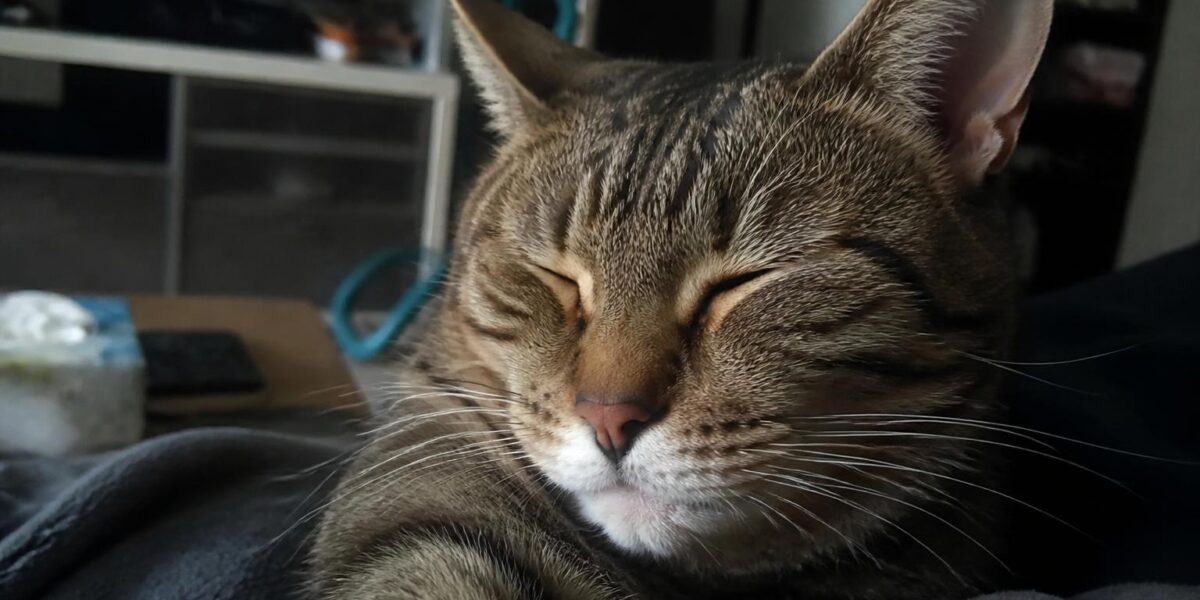 HDB Cat Ownership in Singapore: The Legalization Framework
