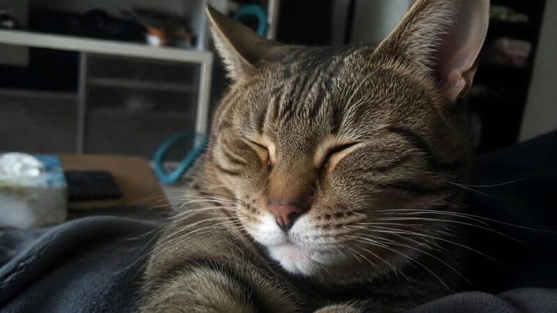 HDB Cat Ownership in Singapore: The Legalization Framework