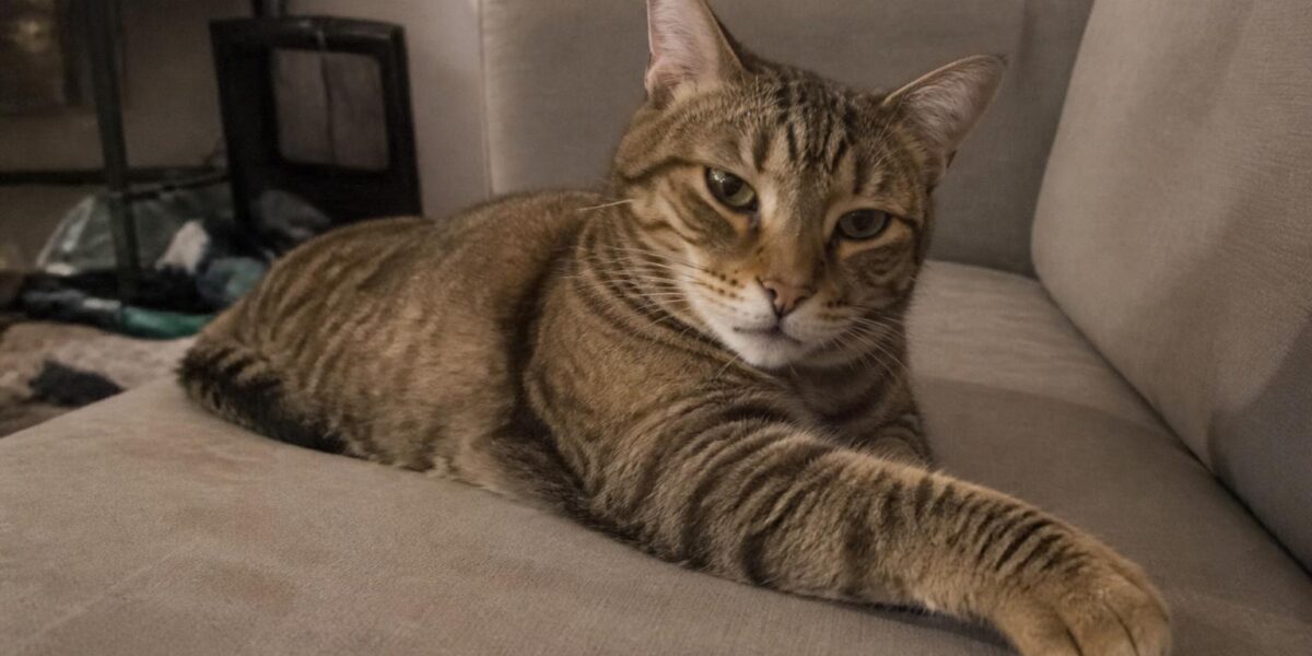 HDB-Friendly Cat Breeds: A Singapore Apartment Roundup