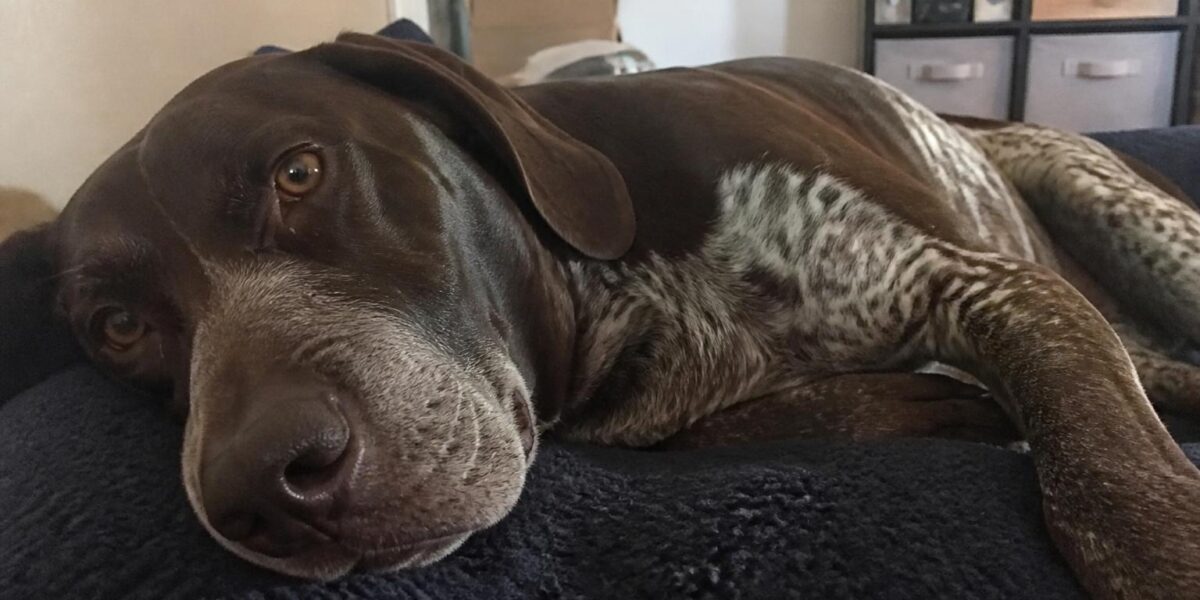 HDB Lift Etiquette With Dogs: Shared Space Rules