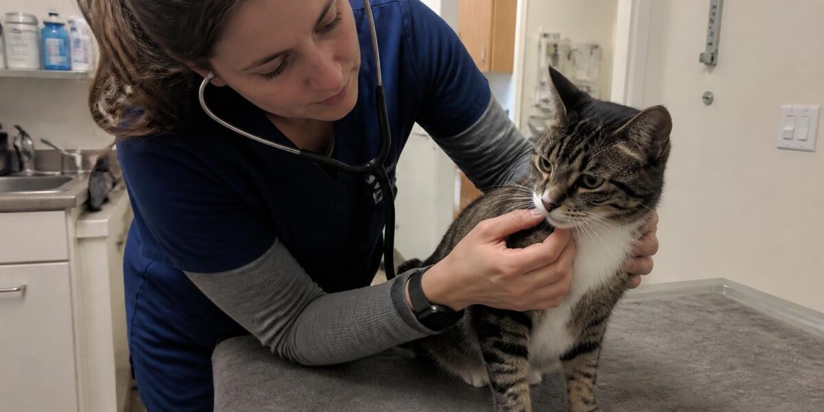 Heartworm Disease in Cats: HARD Syndrome Diagnosis and Preve