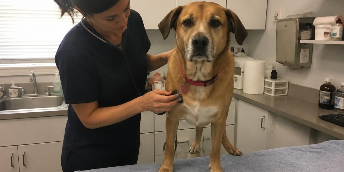 Heartworm in Dogs: Prevention, Symptoms & Treatment
