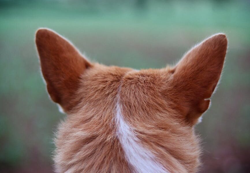 A close-up image capturing the texture and detail of a dog's ears from behind in a green outdoor setting.