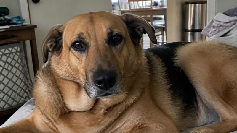 Helping a Newly Blind Rescue Dog Adjust