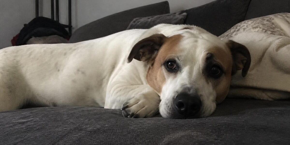 Helping Children Grieve Pet Loss: Age-Appropriate Talks