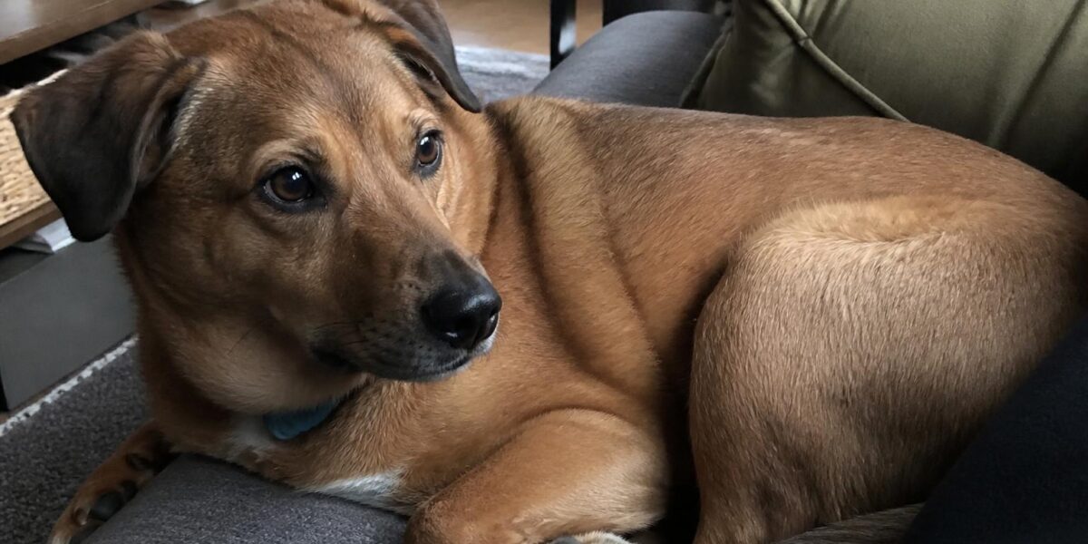 Helping Other Pets Grieve: Surviving Pet Adjustment