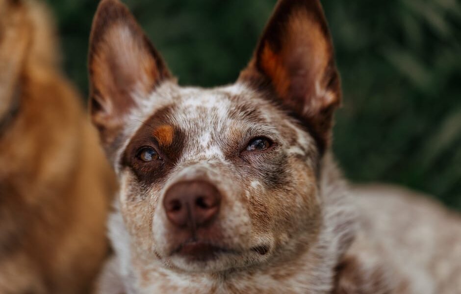 Portrait of an Australian Cattle Dog with attentive gaze in natural outdoor setting.
