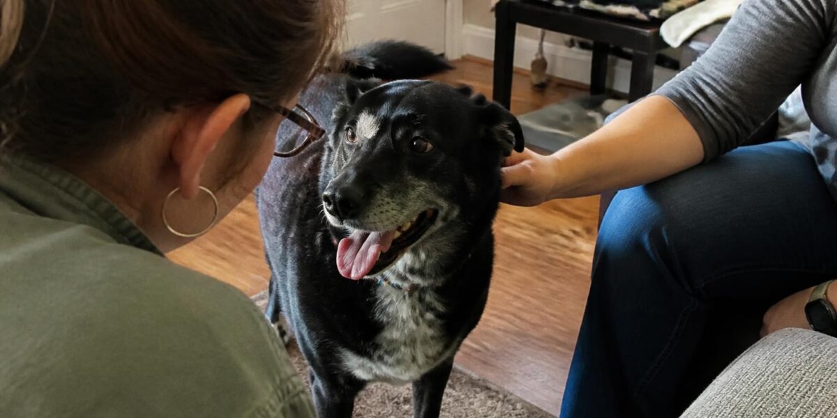 High-Rise Apartment Pet Adoption: Elevator Routines and Safety
