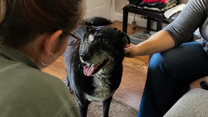 High-Rise Apartment Pet Adoption: Elevator Routines and Safety
