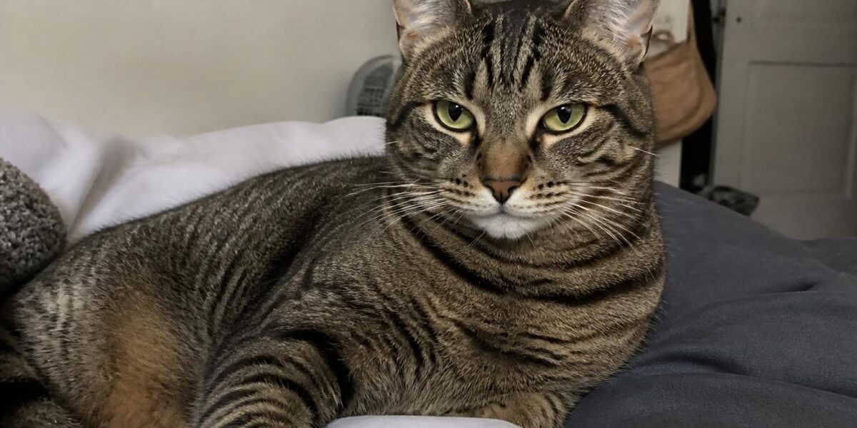 Highest-Energy Cat Breeds: Where Hybrids Lead