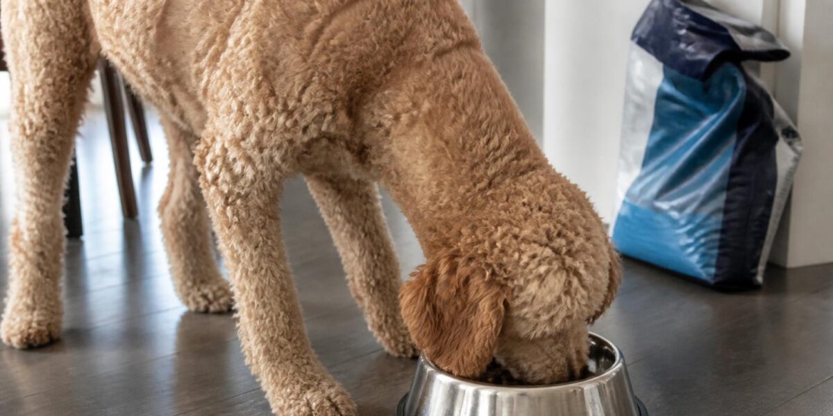 Hill’s Science Diet vs Royal Canin Dog Food: Honest Comparison