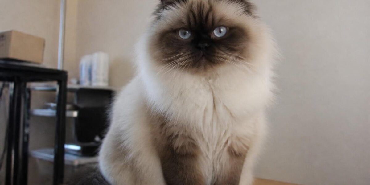Himalayan Cat Breed Profile: The Complete Guide to the Persian-Siamese Cross
