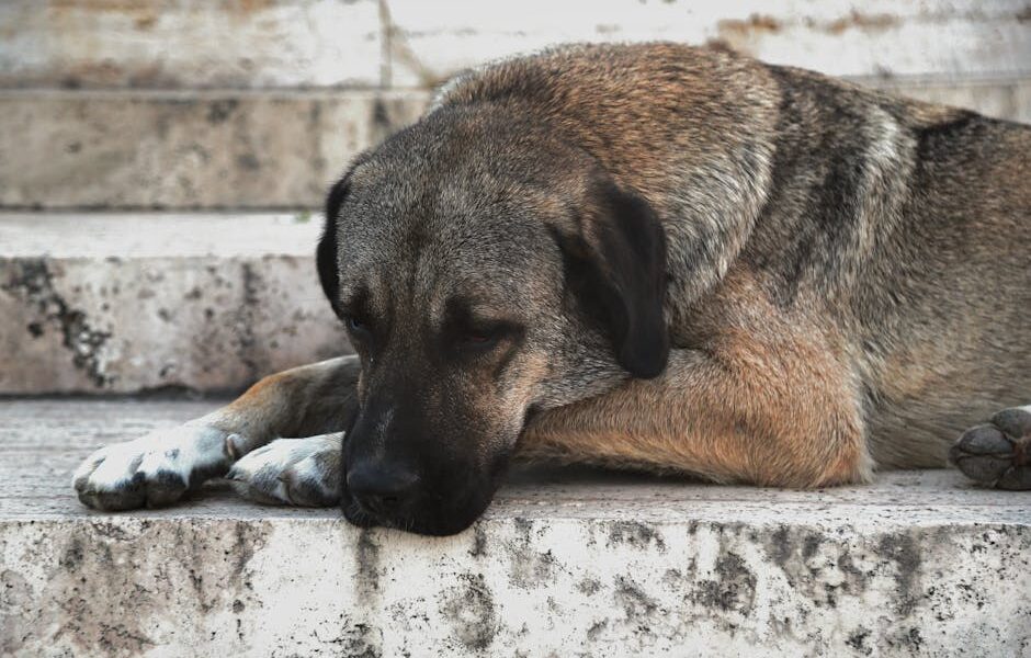 A tired Anatolian Shepherd dog rests on marble steps, capturing a serene outdoor scene.