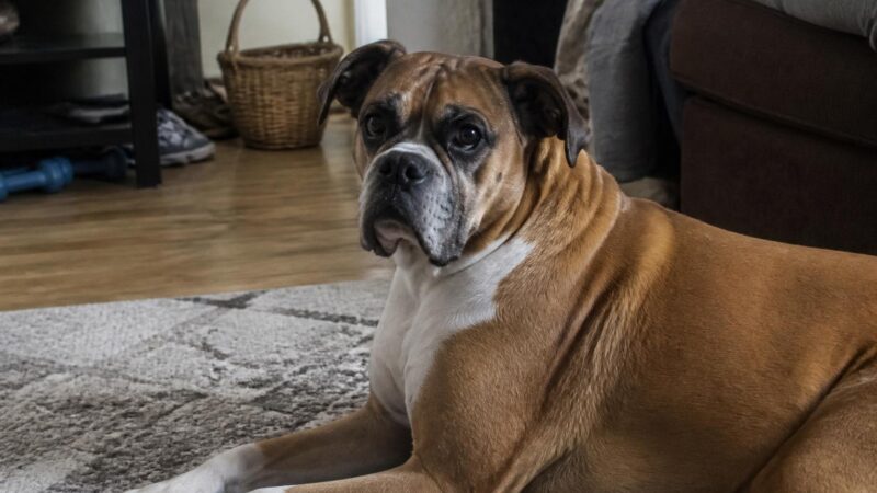 Home Navigation Cues for a Newly Adopted Blind Dog