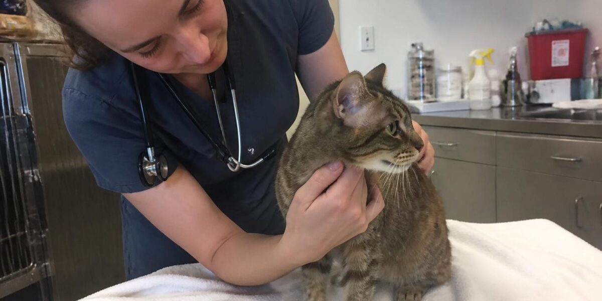 Hookworm Infection in Cats: Ancylostoma Diagnosis and Treatment