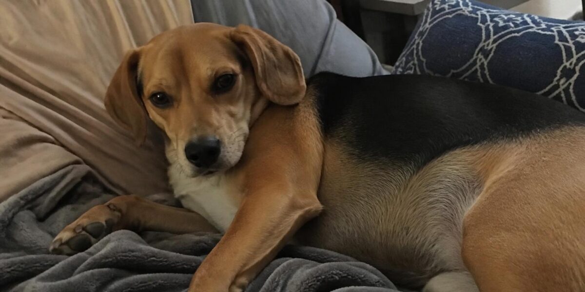 Hospice Dog Sanctuary: Compassionate Last-Chapter Care