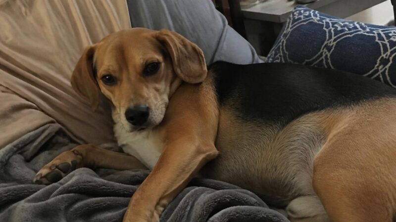 Hospice Dog Sanctuary: Compassionate Last-Chapter Care