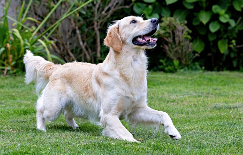 Happy golden retriever running on lush green lawn with bushes in the background.