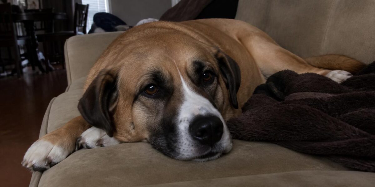 Hound Rescues: Beagles Coonhounds and Bays