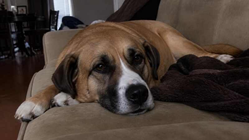 Hound Rescues: Beagles Coonhounds and Bays
