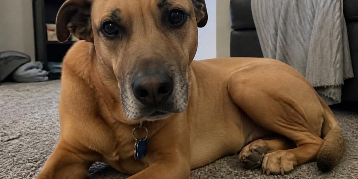How Much Does It Cost to Adopt a Dog? A Complete Breakdown