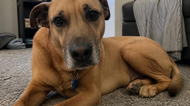 How Much Does It Cost to Adopt a Dog? A Complete Breakdown