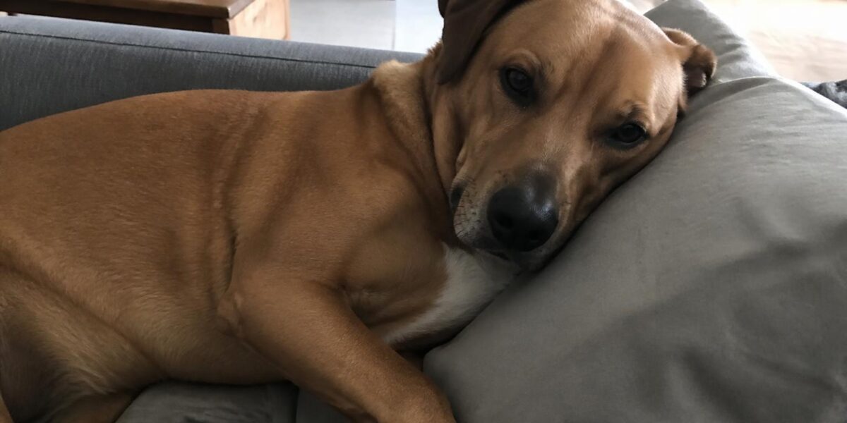 How Much Exercise Does a Dog Need? A Complete Guide by Age & Breed